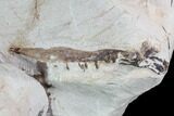 Mosasaur (Tethysaurus) Jaw Sections - Goulmima, Morocco #89250-4